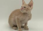Adam's - Peterbald Cat For Sale - Pembroke Pines&comma; FL&comma; US