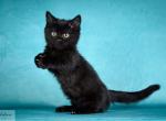 Beyonce - Munchkin Cat For Sale - Miami&comma; FL&comma; US