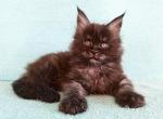 Helsy - Maine Coon Cat For Sale - Miami&comma; FL&comma; US