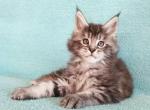 Harley - Maine Coon Cat For Sale - Miami&comma; FL&comma; US