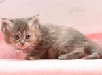 Tulsa CFA certified - Siberian Cat For Sale - Ashburn&comma; VA&comma; US