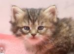 Toulouse of RomanovCats - Siberian Cat For Sale - Ashburn&comma; VA&comma; US