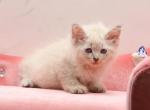 Poet of RomanovCats - Siberian Cat For Sale - Ashburn&comma; VA&comma; US