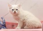 Ontario Of RomanovCats - Siberian Cat For Sale - Ashburn&comma; VA&comma; US