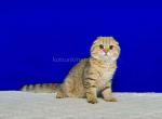 He looks like a cheetah Hammer scottish fold gold - Scottish Fold Cat For Sale - CA&comma; US