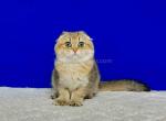 Harley black golden ticked scottish fold baby boy - Scottish Fold Cat For Sale - CA&comma; US