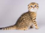 Hildim leopard cheetah cub scottish fold tabby - Scottish Fold Cat For Sale - Los Angeles&comma; CA&comma; US