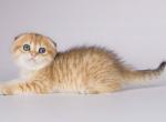 Hloter scottish fold golden tabby chinchilla boy - Scottish Fold Cat For Sale - Los Angeles&comma; CA&comma; US