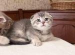 Luke scottish fold boy blue ticked - Scottish Fold Cat For Sale - Los Angeles&comma; CA&comma; US