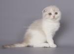Bouvardia scottish fold baby girl lilac bicolor - Scottish Fold Cat For Sale - Los Angeles&comma; CA&comma; US