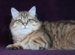 SWEETHEART LADY LYUMUR - Siberian Cat For Sale - NY&comma; US