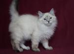FYODOR IZ TVERSKOGO KNYAZHESTVA - Siberian Cat For Sale - NY&comma; US