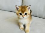 Lionel - Scottish Straight Cat For Sale - Brooklyn&comma; NY&comma; US
