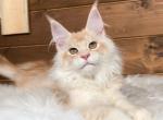 Ushki - Maine Coon Cat For Sale - Hollywood&comma; FL&comma; US
