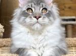 Ulan - Maine Coon Cat For Sale - Hollywood&comma; FL&comma; US