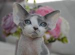King - Devon Rex Cat For Sale - Hollywood&comma; FL&comma; US
