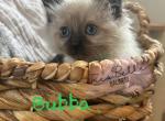 Bubba RESERVED - Balinese Cat For Sale - CA&comma; US