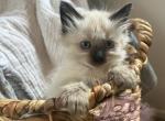 Birdie RESERVED - Balinese Cat For Sale - CA&comma; US