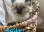 Bailey RESERVED - Balinese Cat For Sale - CA&comma; US
