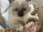 Blaze RESERVED - Balinese Cat For Sale - CA&comma; US