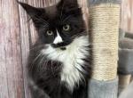 Dahlia - Maine Coon Cat For Sale - Brighton&comma; CO&comma; US