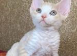 Dana&lowbar; - Devon Rex Cat For Sale - Hollywood&comma; FL&comma; US