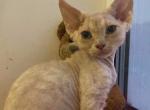 Dusya - Devon Rex Cat For Sale - Hollywood&comma; FL&comma; US