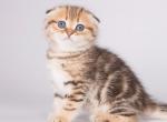 Helwig - Scottish Fold Cat For Sale - Hollywood&comma; FL&comma; US