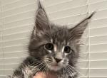 Simba - Maine Coon Cat For Sale - Hollywood&comma; FL&comma; US