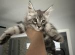Sid - Maine Coon Cat For Sale - Hollywood&comma; FL&comma; US