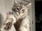 Snow - Maine Coon Cat For Sale - Hollywood&comma; FL&comma; US