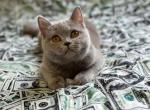 Milasha - British Shorthair Cat For Sale - Chicago&comma; IL&comma; US