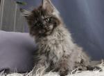 Xtreme1 - Maine Coon Cat For Sale - Miami&comma; FL&comma; US