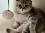 Coco - Scottish Fold Cat For Sale - New York&comma; NY&comma; US