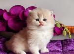 David - British Shorthair Cat For Sale - Hollywood&comma; FL&comma; US
