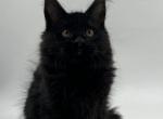 Bitcoin - Maine Coon Cat For Sale - Miami&comma; FL&comma; US