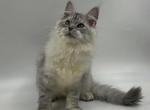Martine&lowbar; - Maine Coon Cat For Sale - Miami&comma; FL&comma; US