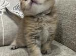 British shorthair - British Shorthair Cat For Sale - Staten Island&comma; NY&comma; US