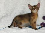 Bucks - Abyssinian Cat For Sale - Pembroke Pines&comma; FL&comma; US