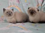 Mini - Munchkin Cat For Sale - Sacramento&comma; CA&comma; US