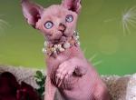 Galaxy - Sphynx Cat For Sale - Pembroke Pines&comma; FL&comma; US