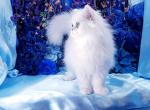 Tiny Aries - Persian Cat For Sale - McKinney&comma; TX&comma; US