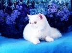 Snow Flurry - Exotic Cat For Sale - McKinney&comma; TX&comma; US
