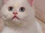 Christina - British Shorthair Cat For Sale - Los Angeles&comma; CA&comma; US
