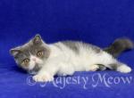 Vasilisa - Exotic Cat For Sale - Yucca Valley&comma; CA&comma; US