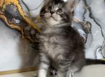 Katy - Maine Coon Cat For Sale - Brooklyn&comma; NY&comma; US