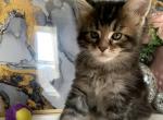 Meghan - Maine Coon Cat For Sale - Brooklyn&comma; NY&comma; US