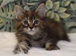 Roxy - Maine Coon Cat For Sale - Miami&comma; FL&comma; US