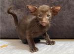 Kava - Oriental Cat For Sale - Pembroke Pines&comma; FL&comma; US