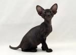 Night - Peterbald Cat For Sale - Pembroke Pines&comma; FL&comma; US